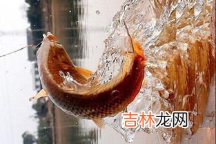 秋天钓鲤鱼饵料味型 秋季钓鲤鱼用什么味型,秋冬季钓鲤鱼用什么味型的饵料