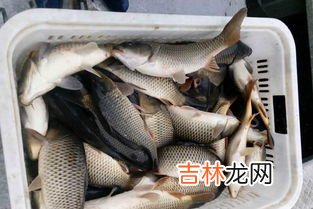 秋天钓鲤鱼饵料味型 秋季钓鲤鱼用什么味型,秋冬季钓鲤鱼用什么味型的饵料