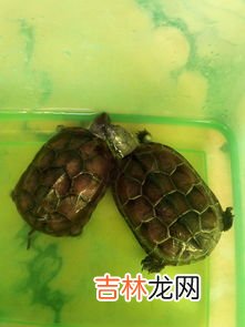 乌龟吃什么食物,乌龟吃什么食物