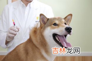 坐火车带宠物需要办什么流程,火车可以带宠物吗 前提还需要做什么
