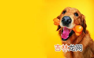 坐火车带宠物需要办什么流程,火车可以带宠物吗 前提还需要做什么