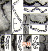 化石怎么形成的,化石是怎么形成的