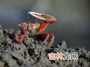 河岸上有很多小螃蟹怎么钓,如何钓河螃蟹