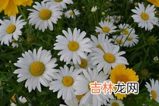 什么花的花语是冷漠,什么花的花语是冷漠 花语是冷漠的花介绍