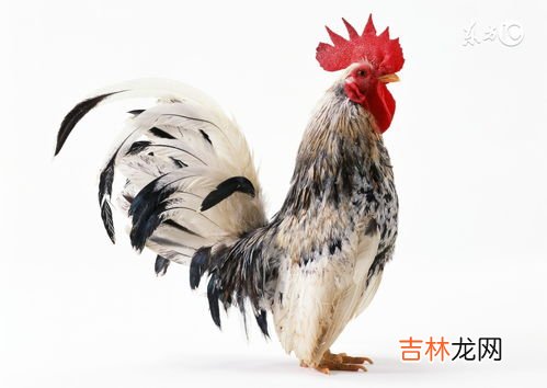 人的三喜是什么,人生有哪三喜