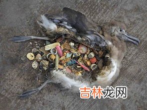 塑料制品在自然界可以停留多少年蚂蚁,朔料制品可以停留多少年?