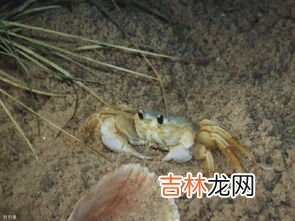 钓螃蟹用丝袜好不,寒露季节北方黑坑苇塘怎么钓螃蟹