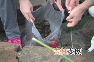 钓螃蟹用丝袜好不,寒露季节北方黑坑苇塘怎么钓螃蟹