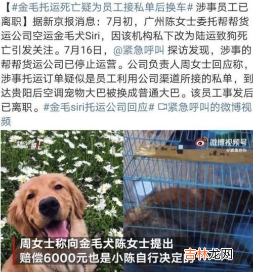 过年回家宠物怎么办,过年如何把猫带回家 过年放假猫咪怎么办