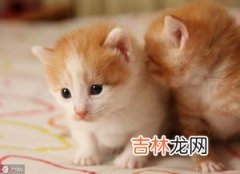 过年回家猫咪怎么办,过年回家猫怎么办