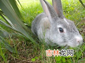 兔子品种,兔子品种大全