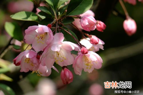 海棠花的养殖方法,海棠花的养殖方法