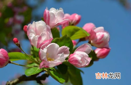 海棠花的养殖方法,海棠花的养殖方法