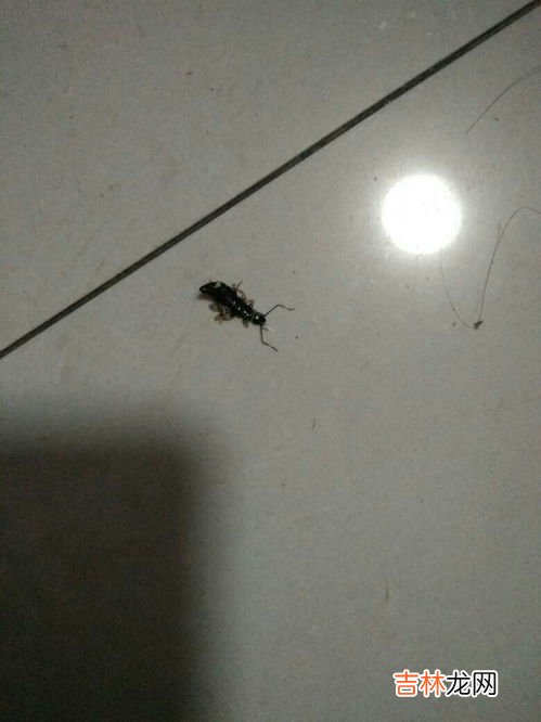 窗台蚂蚁较多怎么处理,窗台有蚂蚁，有什么办法消灭