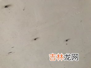 窗台蚂蚁较多怎么处理,窗台有蚂蚁，有什么办法消灭