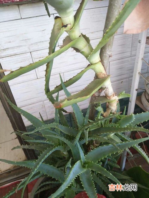 芦荟摆放家里禁忌有哪些,芦荟摆放家里的风水禁忌 芦荟摆放家里的风水禁忌是什么