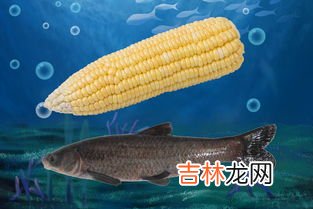 钓草鱼饵料配方,钓草鱼饵料配方