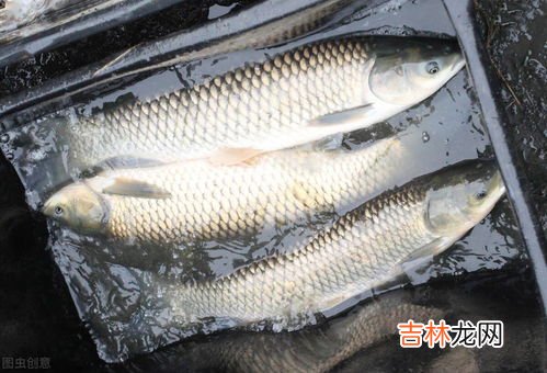 钓草鱼饵料配方,钓草鱼饵料配方