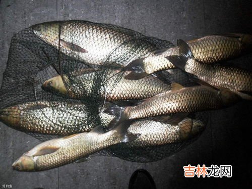 钓草鱼饵料配方,钓草鱼饵料配方