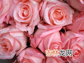 粉色的花有哪些,粉色的花有哪些？要只有粉红色的