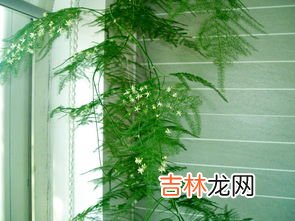 文竹怎么养,怎么养文竹