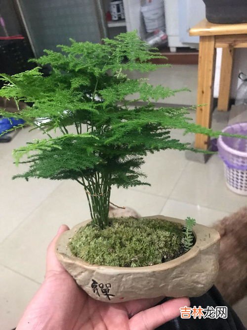 文竹怎么养,怎么养文竹