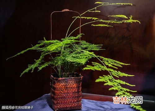 文竹怎么养,怎么养文竹