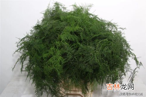 文竹怎么养,怎么养文竹