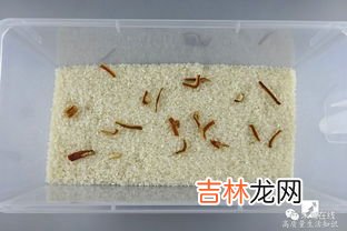 挂面生虫,虫卵从哪里来,超市密封挂面里爬满小黑虫，消费者遇到这种情况该怎么办呢？