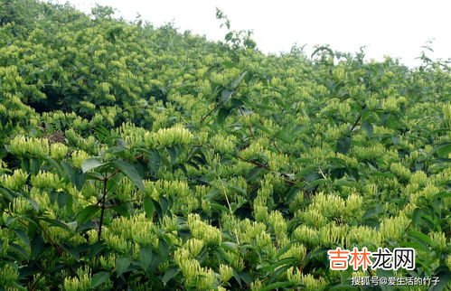 山银花与金银花区别,山银花与金银花很容易混淆，它们的区别在哪呢？