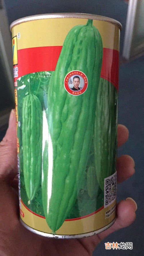 珍珠苦瓜和苦瓜的区别,丁苦瓜和油苦瓜的区别