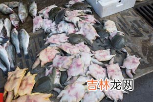 土鳖是什么意思,“土鳖”是什么意思