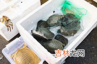 土鳖是什么意思,“土鳖”是什么意思