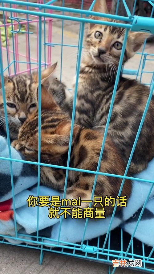 猫咪品种,猫有多少品种大全