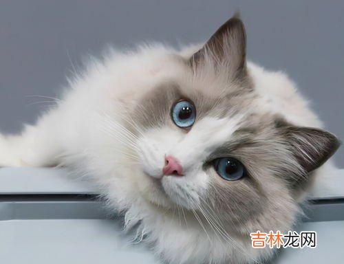 猫咪品种,猫有多少品种大全