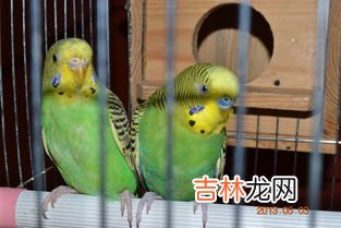 虎皮鹦鹉怎么养,虎皮鹦鹉怎么养