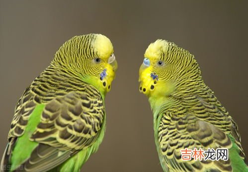 虎皮鹦鹉怎么养,虎皮鹦鹉怎么养