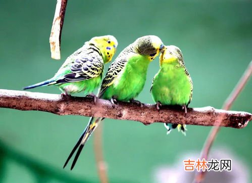 虎皮鹦鹉怎么养,虎皮鹦鹉怎么养