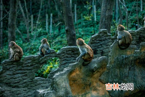 一般一座山有几只麂子吗,野生几子是什么