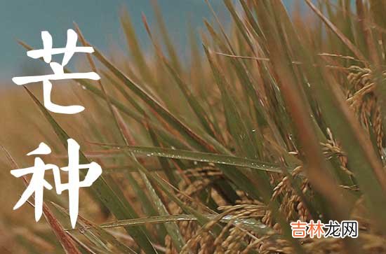 2023年芒种时间几点几分几秒 2023芒种是哪一天的什么时候