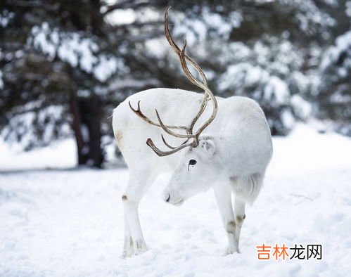 冬天动物的变化,冬天有哪些变化?