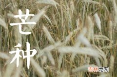 2023年芒种可以种的农作物 2023年芒种降雨影响大豆水稻