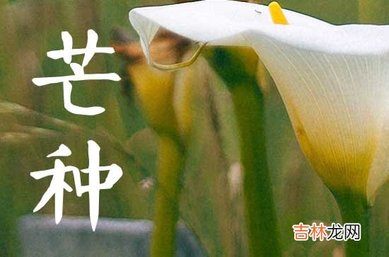 2023年芒种是收获的季节吗 2023芒种的习俗