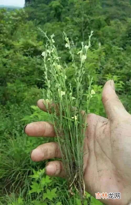 冬天打芸苔素管用吗,果树冬季喷洒芸苔素内酯起什么作用