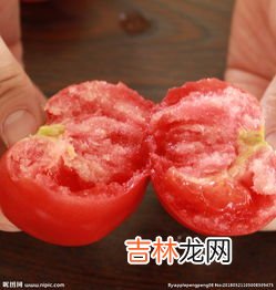 黄番茄和红番茄的区别,黄贵妃大番茄是转基因吗