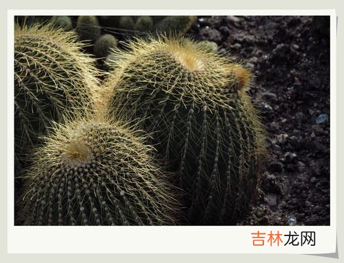 沙漠里有什么植物和动物,沙漠的生物分别有哪些?