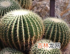 沙漠里有什么植物和动物,沙漠的生物分别有哪些?