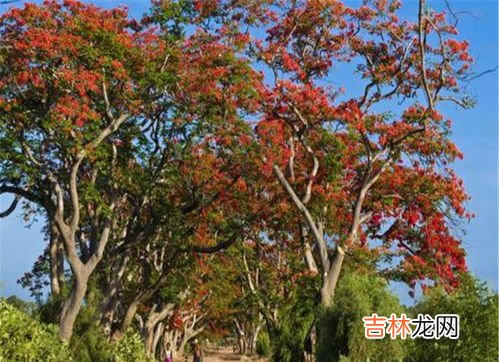 榕树的养殖方法,榕树养殖方法及注意事项 榕树怎么养