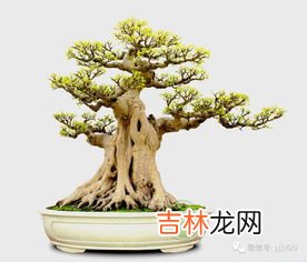 榕树的养殖方法,榕树养殖方法及注意事项 榕树怎么养