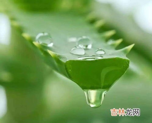 芦荟胶囊饭前吃还是饭后吃,芦荟胶囊应该饭前吃或饭后吃